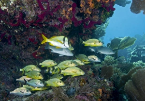 A diversity of grunt fish under a colorful coral reef, Key Largo, Florida A diversity of grunt fish under a colorful coral reef, Key Largo, Florida