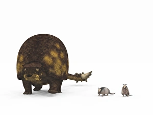 A Doedicurus glyptodont compared to modern armadillos A Doedicurus glyptodont compared to modern armadillos