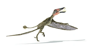 <b class=qtipBold><figcaption>Dorygnathus flying dinosaur</figcaption></b><br>Dorygnathus flying dinosaur on white background with drop shadow.<br><em>© Leonello Calvetti/Stocktrek Images</em> Dorygnathus flying dinosaur