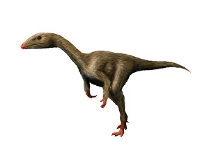 Dracoraptor is a carnivorous theropod from the Early Jurassic period Dracoraptor is a carnivorous theropod from the Early Jurassic period