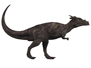 Dracorex, a herbivorous dinosaur from the Cretaceous period Dracorex, a herbivorous dinosaur from the Cretaceous period