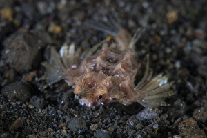 A dragon seamoth crawls across the sandy seafloor A dragon seamoth crawls across the sandy seafloor