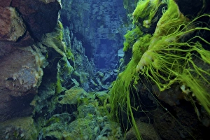Dramatic fluorescent green algae strands on volcanic rocks, Silfra Crack, Iceland Dramatic fluorescent green algae strands on volcanic rocks, Silfra Crack, Iceland