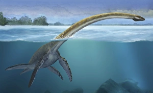 A Elasmosaurus platyurus swims freely in prehistoric waters A Elasmosaurus platyurus swims freely in prehistoric waters