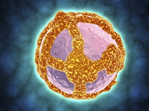 Electron micrograph of negative-stained Prochlorococcus Electron micrograph of negative-stained Prochlorococcus