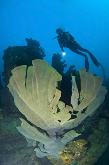 Elephant ear sponge attached to a shipwreck, Solomon Islands Elephant ear sponge attached to a shipwreck, Solomon Islands