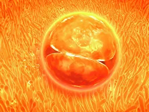Magnification Collection: Embryo development 24-36 hours after fertilization