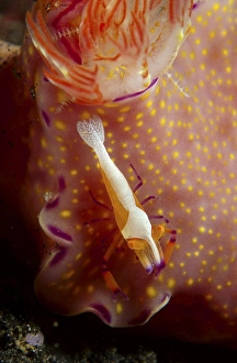 Emperor commensal shrimp on a nudibranch, North Sulawesi Emperor commensal shrimp on a nudibranch, North Sulawesi