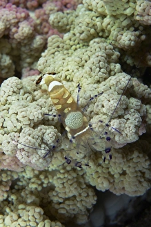 Emperor shrimp on soft coral, Bali, Indonesia Emperor shrimp on soft coral, Bali, Indonesia