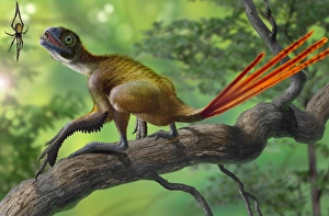 Epidexipteryx perched on a branch ready to eat a nearby spider Epidexipteryx perched on a branch ready to eat a nearby spider