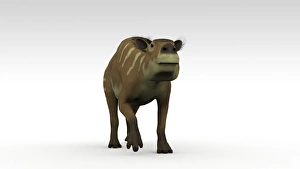 Eurohippus, an extinct genus of equid ungulate, white background Eurohippus, an extinct genus of equid ungulate, white background
