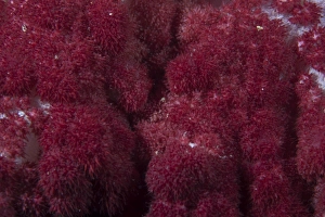 Extreme close-up of soft coral on a Fijian reef Extreme close-up of soft coral on a Fijian reef
