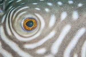 Detail of the eye of a reticulated pufferfish Detail of the eye of a reticulated pufferfish