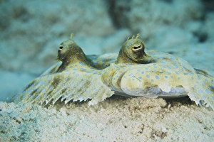 The face of a Peacock Flounder camouflaged on the ocean floor The face of a Peacock Flounder camouflaged on the ocean floor
