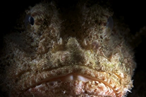 Related Images Gallery: The face of a Spotted Scorpionfish