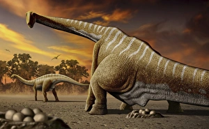 A female Apatosaurus laying her eggs in nest A female Apatosaurus laying her eggs in nest