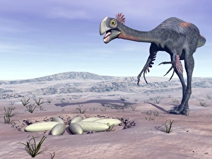 Female Gigantoraptor dinosaur walking to its nest full of eggs Female Gigantoraptor dinosaur walking to its nest full of eggs