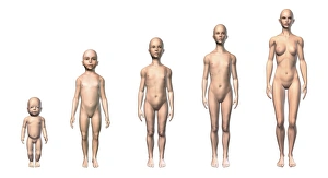 Female human body scheme of different age stages Female human body scheme of different age stages