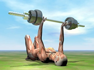 Female musculature exercising with a dumbbell Female musculature exercising with a dumbbell