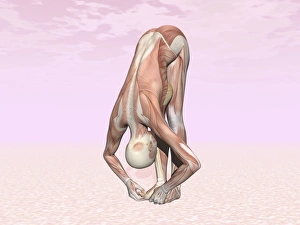 Female musculature performing big toes yoga pose Female musculature performing big toes yoga pose