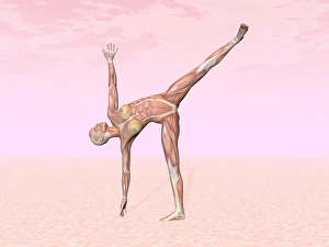 Female musculature performing half moon yoga pose Female musculature performing half moon yoga pose