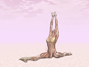 Female musculature performing monkey yoga pose Female musculature performing monkey yoga pose