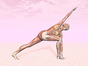 Female musculature performing revolved side angle yoga pose Female musculature performing revolved side angle yoga pose