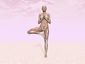 Female musculature performing tree yoga pose Female musculature performing tree yoga pose