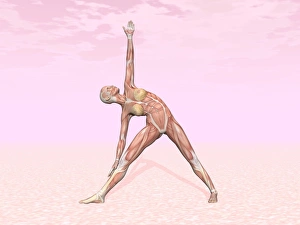 Female musculature performing triangle yoga pose Female musculature performing triangle yoga pose