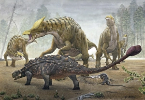 A female Saurolophus attempts to crush a Tarchia armored dinosaur A female Saurolophus attempts to crush a Tarchia armored dinosaur