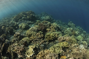 A field of soft corals grows on an underwater slope in Indonesia A field of soft corals grows on an underwater slope in Indonesia