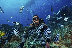 Fijian dive guide feeds a school of Scissortail Sergeant Major fish, Fiji Fijian dive guide feeds a school of Scissortail Sergeant Major fish, Fiji