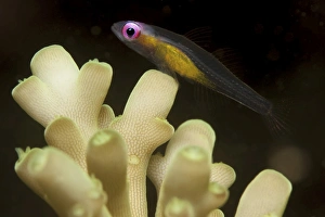 <b class=qtipBold><figcaption>Fish : redeye hovering goby</figcaption></b><br>Redeye goby (Bryaninops natans) resting on coral, Komodo National Park, Indonesia.<br><em>© Steve Jones/Stocktrek Images</em> Fish : redeye hovering goby