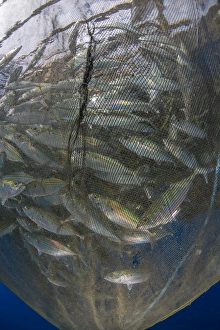 Fishing net with silvery and golden fish inside Fishing net with silvery and golden fish inside