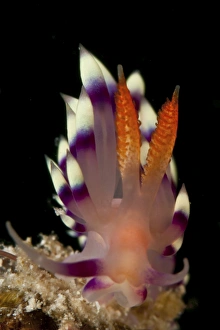 Flabellina exoptata nudibranch, Sabah, Malaysia Flabellina exoptata nudibranch, Sabah, Malaysia