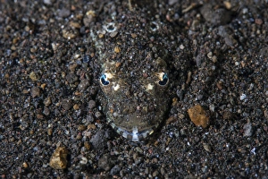 A flathead fish camouflages itself in the sandy seafloor A flathead fish camouflages itself in the sandy seafloor