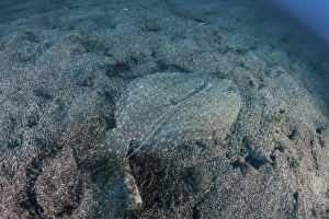 A flounder blends into its reef surroundings A flounder blends into its reef surroundings