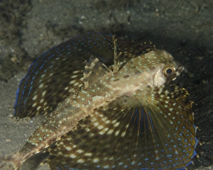 A flying gurnard with wings open in West Palm Beach, Florida A flying gurnard with wings open in West Palm Beach, Florida
