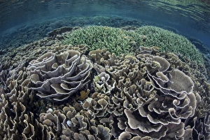 Foliose corals grow in Komodo National Park, Indonesia