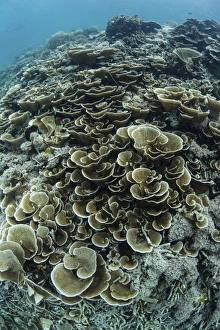 Foliose corals grow on a reef slope in Raja Ampat, Indonesia Foliose corals grow on a reef slope in Raja Ampat, Indonesia