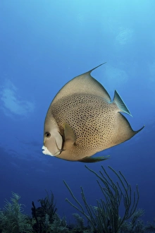 French angelfish, Jardines De La Reina, Cuba French angelfish, Jardines De La Reina, Cuba