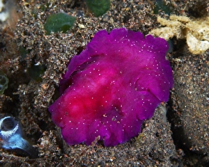 Fuschia pink flatworm with white dots, Bali, Indonesia Fuschia pink flatworm with white dots, Bali, Indonesia
