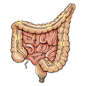 <b class=qtipBold><figcaption>General colon anatomy</figcaption></b><br>General colon anatomy.<br><em>© Alan Gesek/Stocktrek Images</em> General colon anatomy