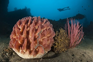 Giant barrel sponge and sea whip in front of the Liberty Wreck, Bali Giant barrel sponge and sea whip in front of the Liberty Wreck, Bali