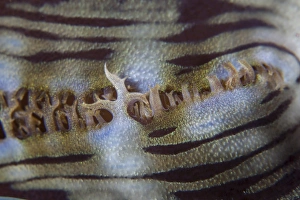Detail of a giant clam growing on a reef in Indonesia Detail of a giant clam growing on a reef in Indonesia