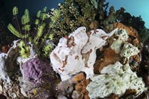 A giant frogfish blends into its reef surroundings in Indonesia A giant frogfish blends into its reef surroundings in Indonesia