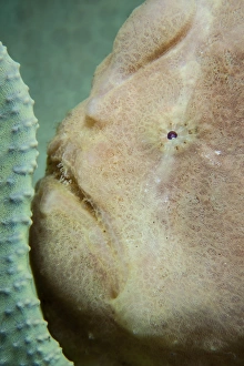 A giant frogfish hides from potential prey in a sponge A giant frogfish hides from potential prey in a sponge