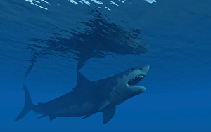 A giant Megalodon shark during the Cenozoic Era of time A giant Megalodon shark during the Cenozoic Era of time
