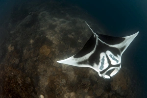 A giant oceanic manta ray with distinct markings, topside view A giant oceanic manta ray with distinct markings, topside view