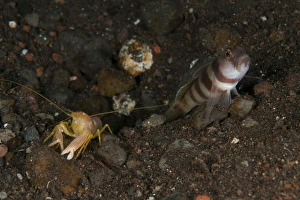 Goby with commensal blind shrimp, Bali, Indonesia Goby with commensal blind shrimp, Bali, Indonesia